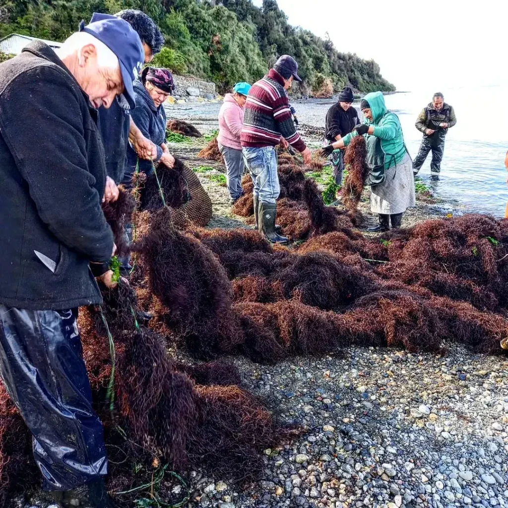 Personas de una comunidad costera trabajan juntas con algas recién cosechadas en una playa de piedras