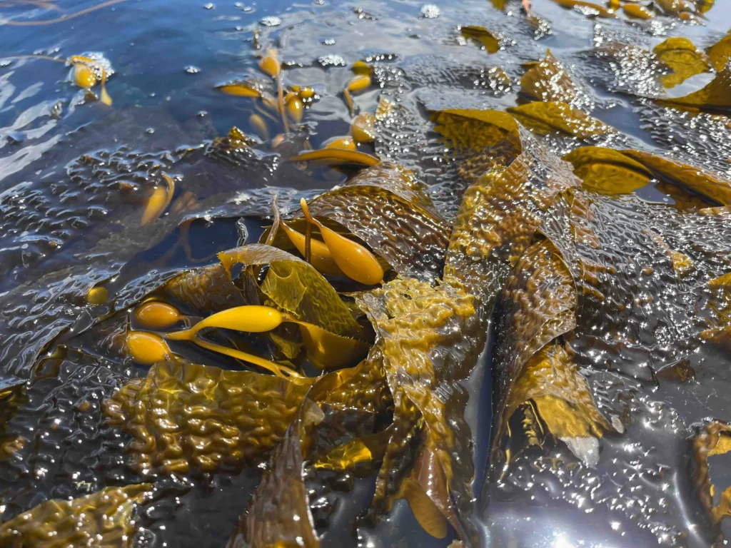 Algas pardas con sus flotadores dorados en la superficie del mar