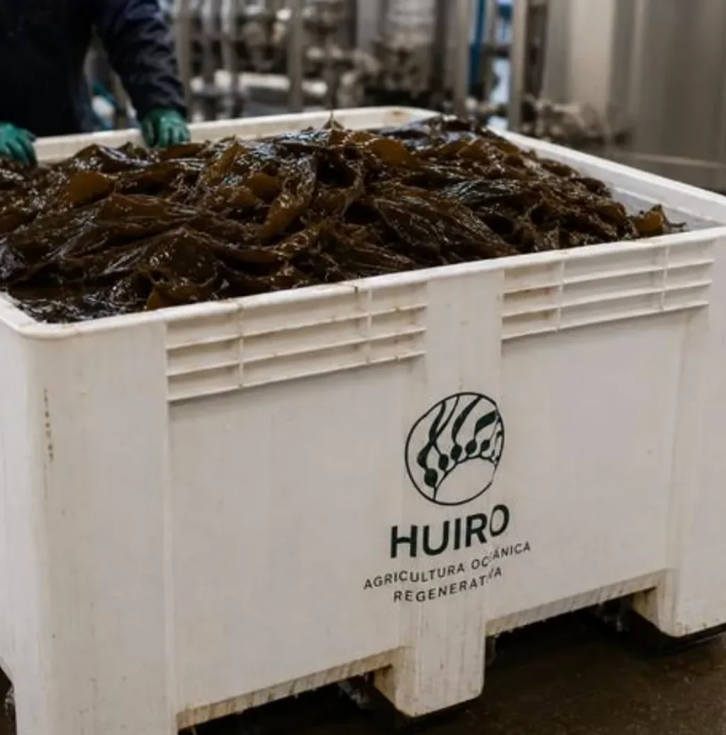 Bin con la marca Huiro lleno de alga fresca en la planta de proceso