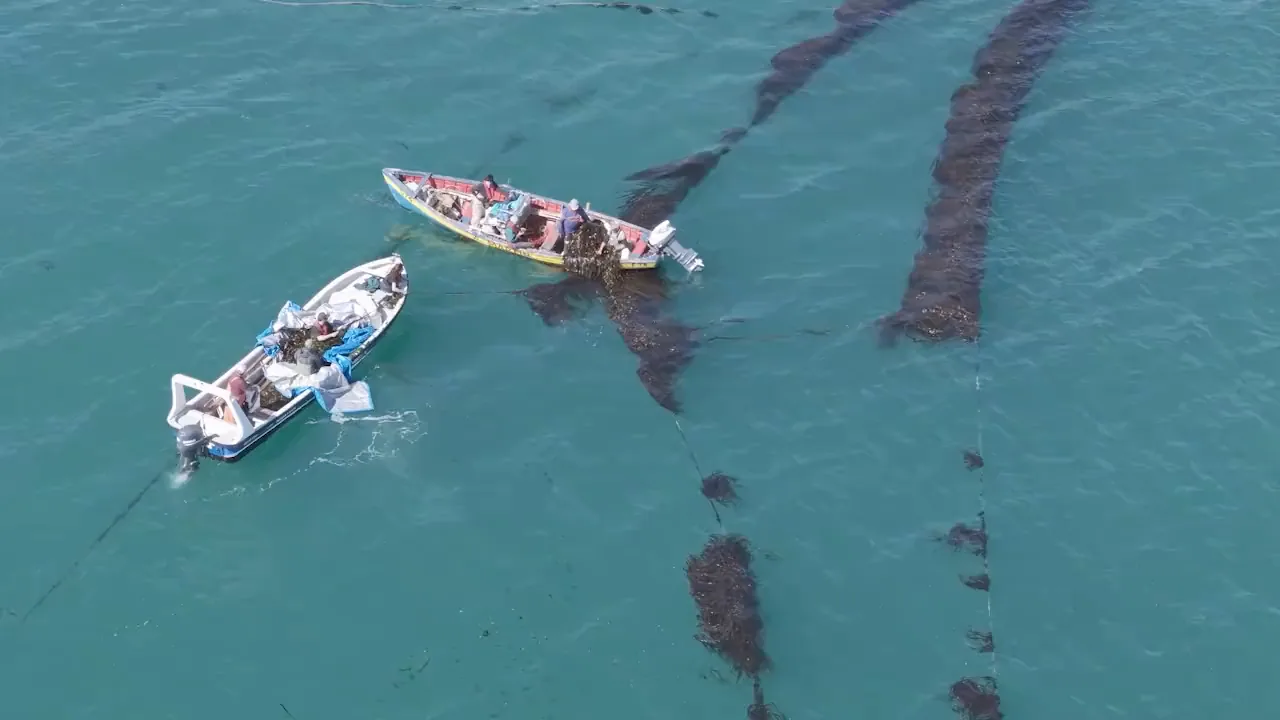 Vista aérea de dos botes cosechando algas entre las líneas de cultivo