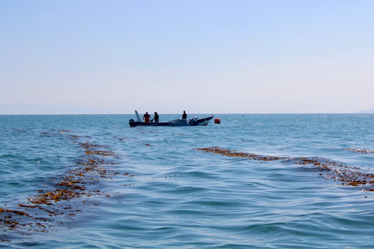 Botes trabajando en las líneas de cultivo de huiro mar adentro