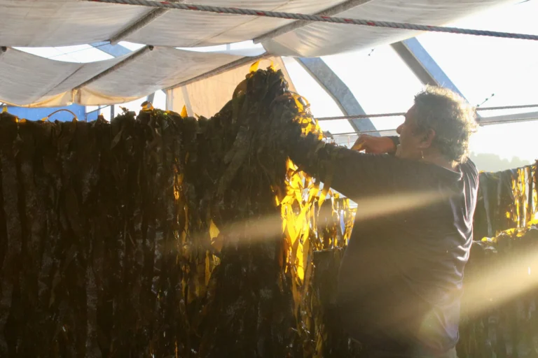 Frondas de huiro colgando a bordo con la luz del sol de fondo