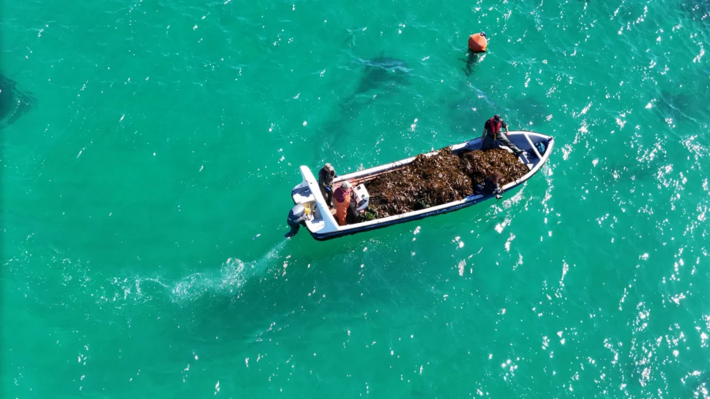 Vista cenital de un bote artesanal cargado de huiro sobre agua turquesa
