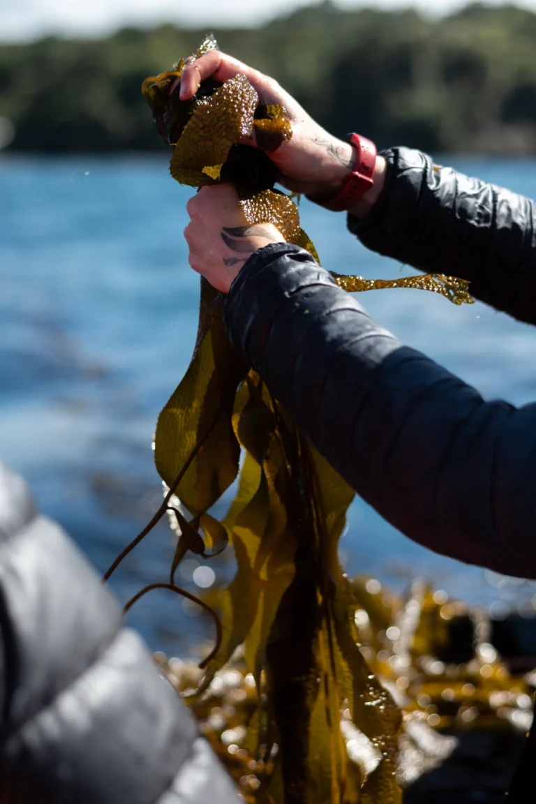 Mano sosteniendo una fronda de huiro sobre el mar