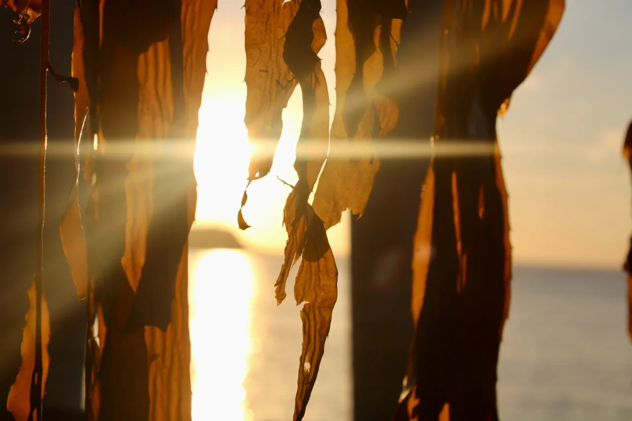 Frondas de huiro a contraluz con el sol del atardecer