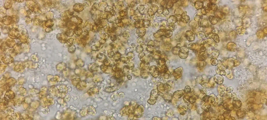Gametofitos de huiro vistos al microscopio