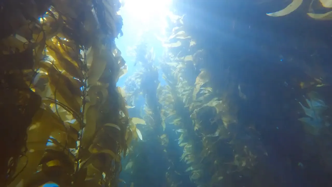 Bosque de huiro bajo el agua, con la luz del sol atravesando las frondas