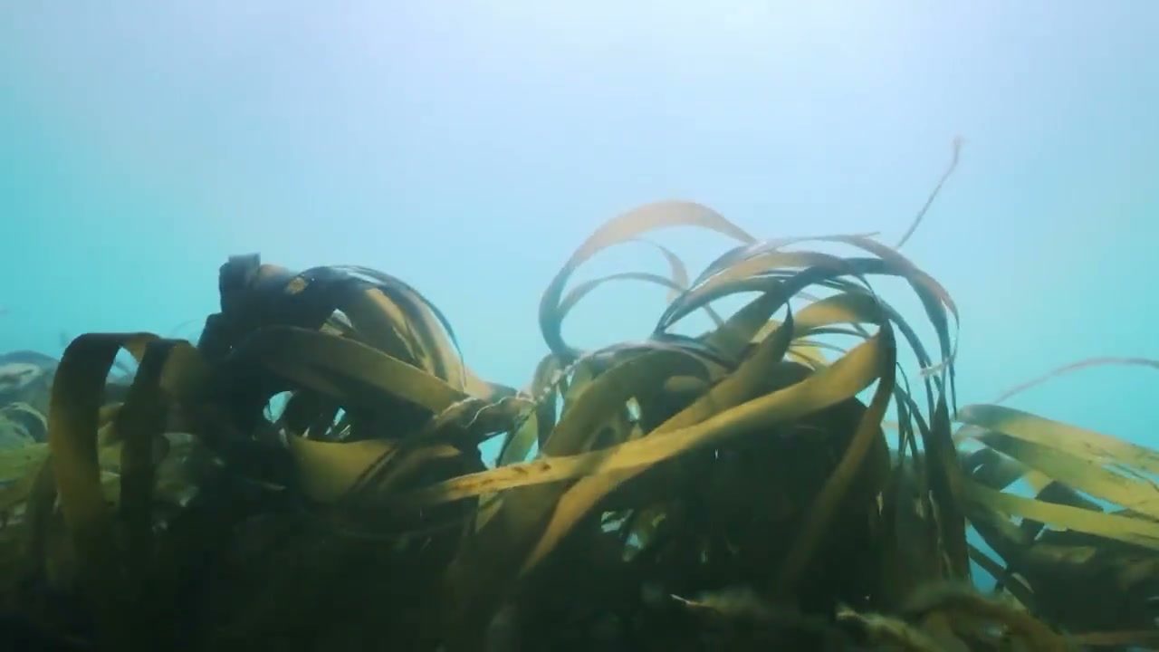 Líneas de cultivo de huiro en el mar
