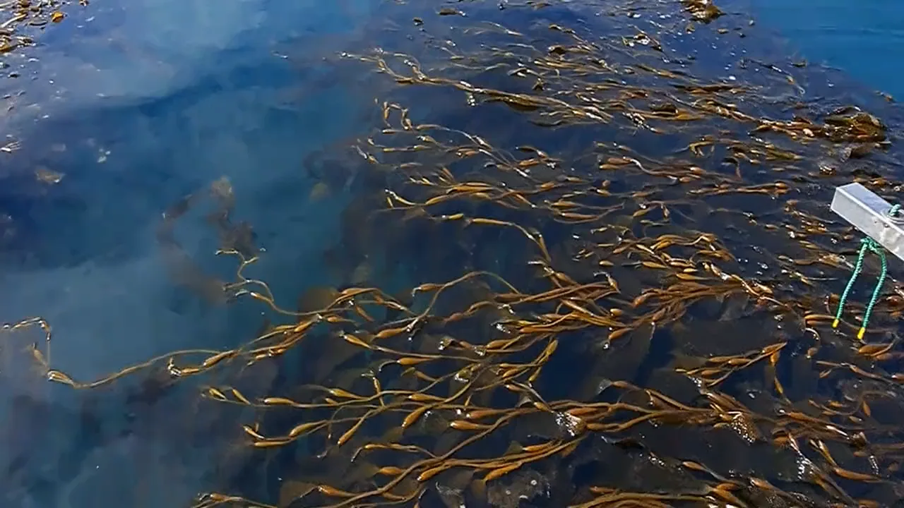 Frondas de huiro con sus flotadores dorados extendidas en la superficie del mar, junto a una línea de cultivo