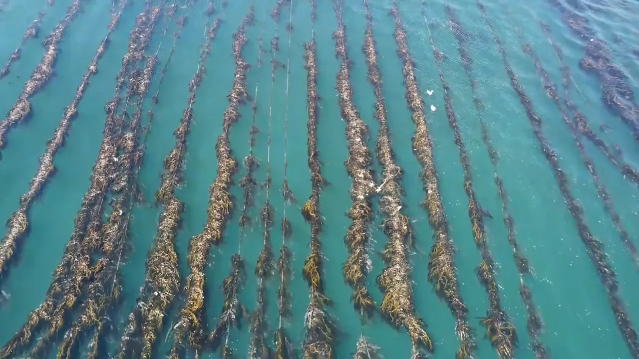 Vista aérea de las líneas de cultivo de huiro en el mar