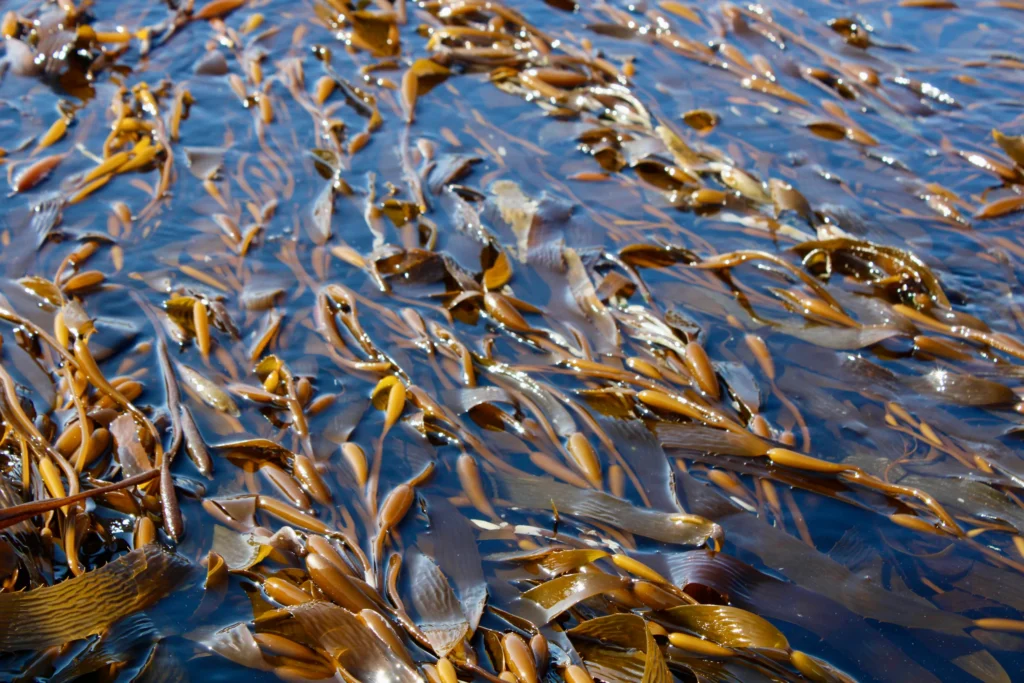Frondas de huiro flotando en la superficie del mar