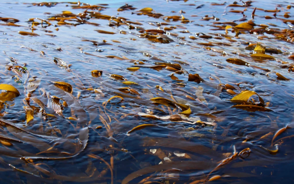 Frondas de huiro extendidas sobre la superficie del mar