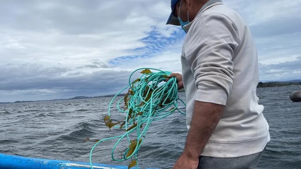 Siembra en el mar: Línea de cultivo con plántulas adheridas, lista para tender.