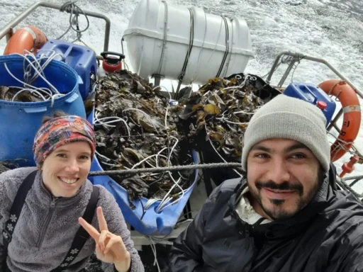 Primeros cultivos con plántulas: Alga cultivada a partir de semilla propia, de vuelta al muelle.