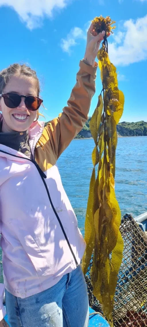 Fronda cosechada: Recién sacada del agua, en la primera temporada.