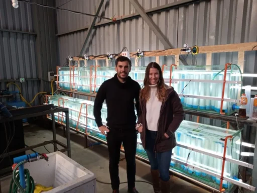 Hatchery de tercera escala: Los racks de estanques iluminados del hatchery en galpón.