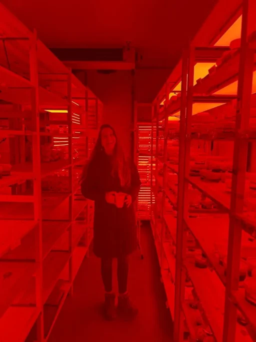 Cepario: Cultivos bajo luz roja durante el codesarrollo.