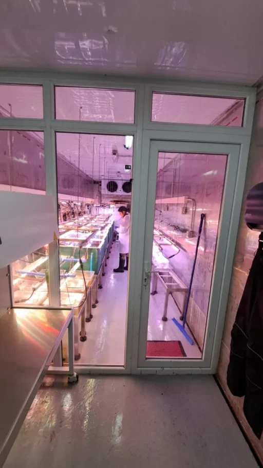Hatchery profesionalizado: Sala de cultivo del hatchery codesarrollado con Hortimare.