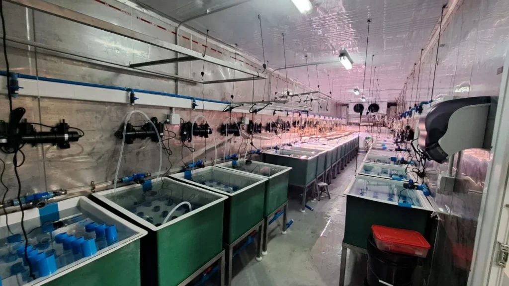 Hatchery ×3: Hileras de estanques tras la ampliación.