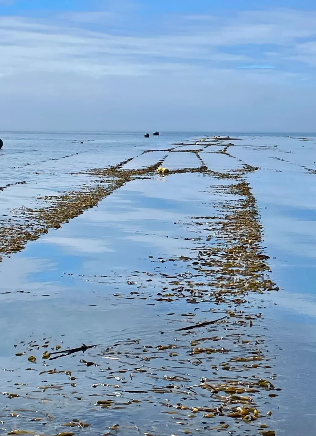 Líneas en el agua: El cultivo visto desde el bote.
