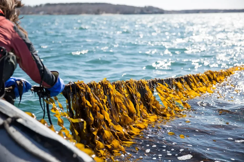 Persona en un bote recogiendo una línea de cultivo cubierta de huiro