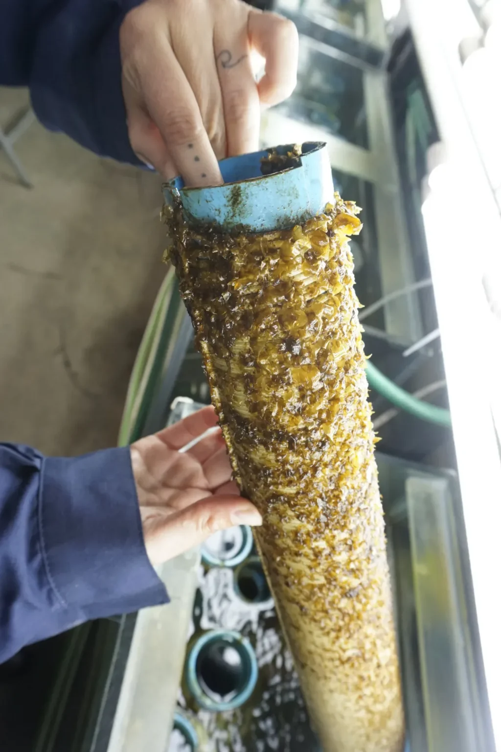 Manos sostienen un carrete cubierto de plántulas de huiro sobre un estanque del hatchery